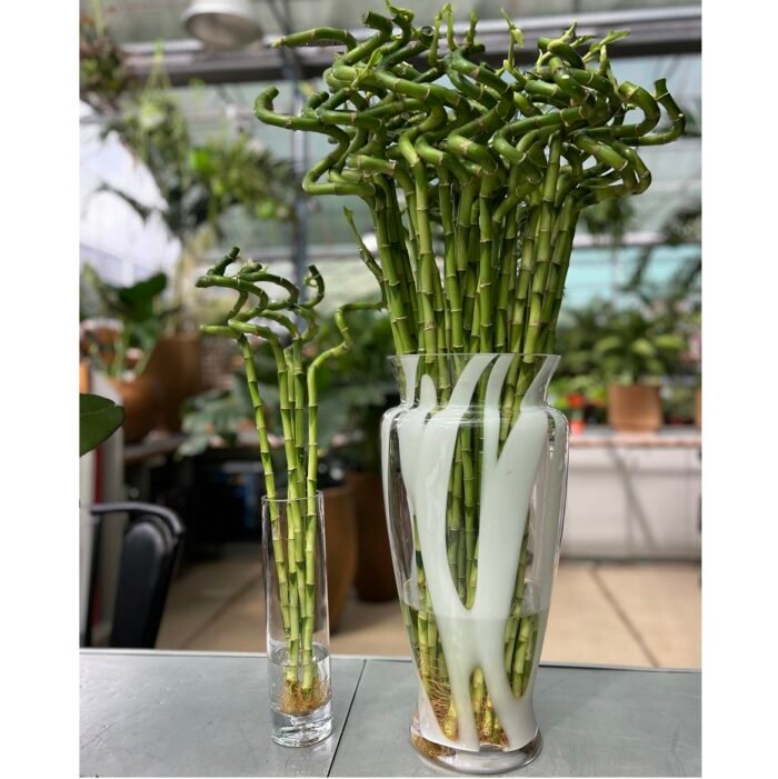 bambou de la chance, Lucky Bamboo